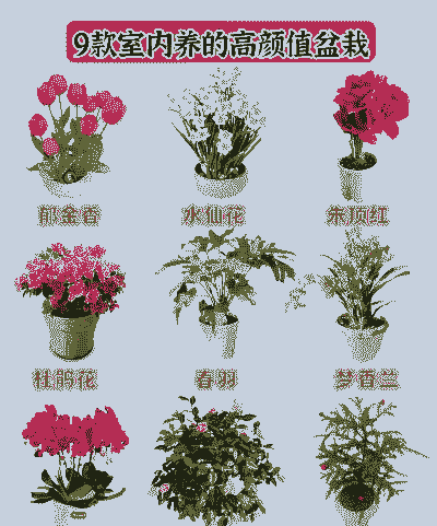高盆栽花有什么