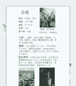 .兰花怎么养 .兰花怎么养