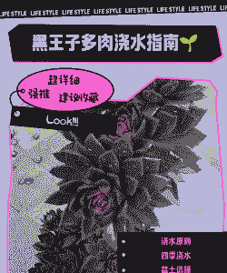 黑王子夏季如何养