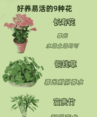 在家养花赚钱吗