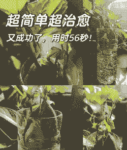 红薯怎么种花盆