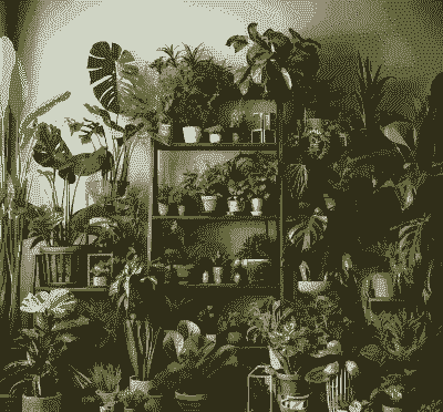 室内盆栽花卉如何放置