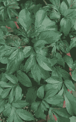 芍药花叶子怎么