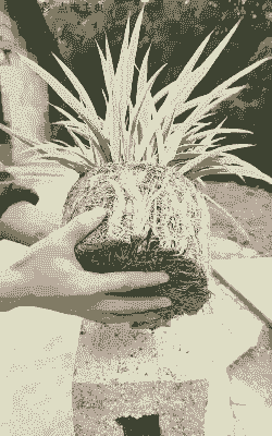 吊兰的气根是什么