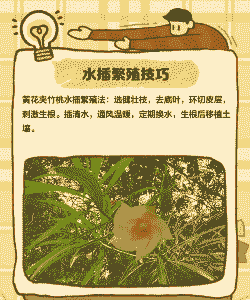 夹竹桃怎么繁殖的