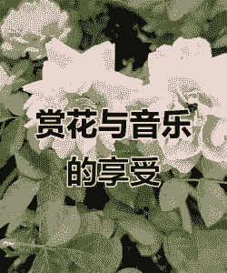 养花的时候给花听的歌