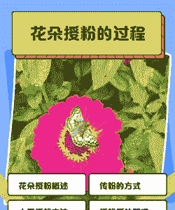 如何给报春花授粉