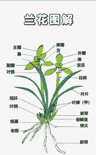 兰草怎么区分名称