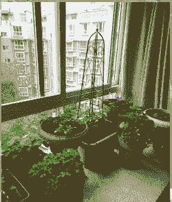 家庭养花不宜室内摆放吗