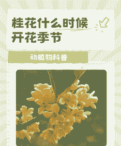 桂花是什么季节开的