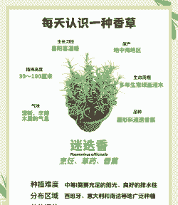 迷迭香怎么追肥好