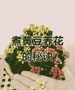 黄豆煮熟了可以养花吗