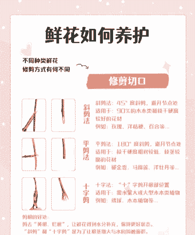 春季养花护理 春季养花护理
