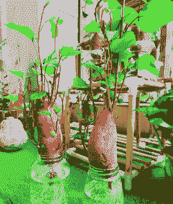 红薯怎么种花盆 红薯怎么种花盆