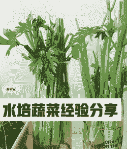 水生生菜怎么养