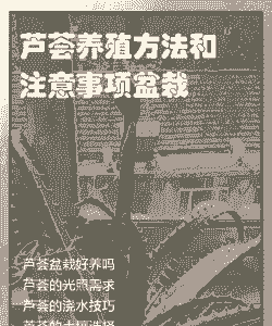 芦荟花怎么种活