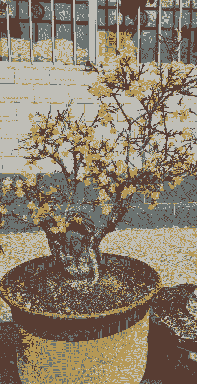 迎春什么花盆栽好看啊