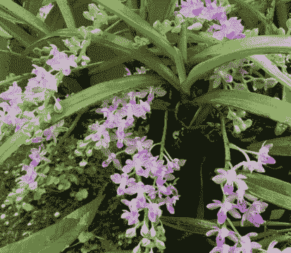 石唇兰属于什么植物