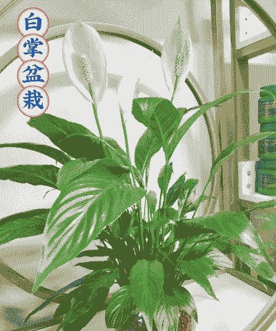 养花用什么药养花好