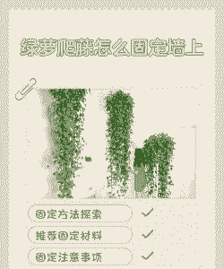 绿萝墙上怎么固定