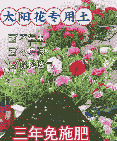 用什么土养太阳花