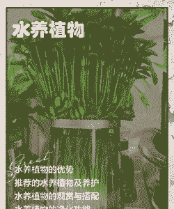 水种植物加什么好处
