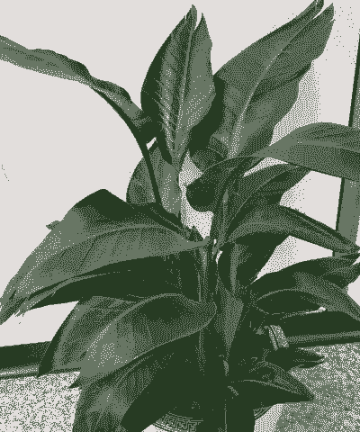 鹤望兰花叶是什么形状