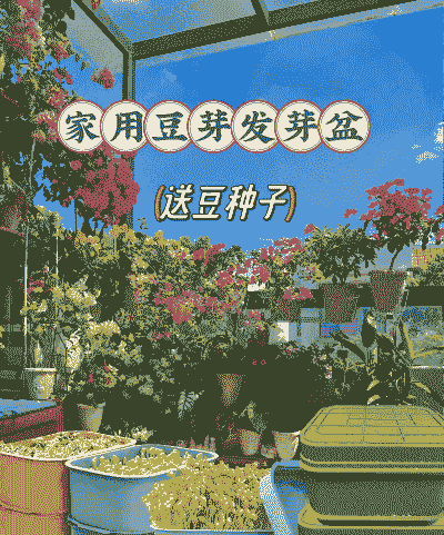 栽种子用什么盆子更好