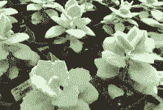 千兔耳如何繁殖