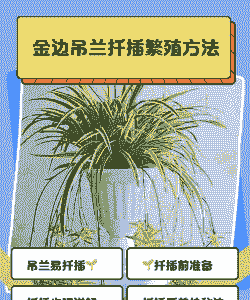 吊兰怎么扦插不烂根