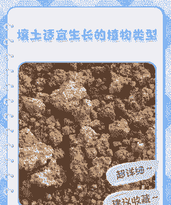 壤土土可以种什么植物好