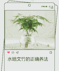 小绿植竹子怎么养