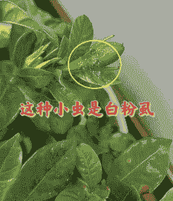 栀子花上的虫子是什么