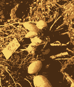 大丽花根块冬天怎么保存