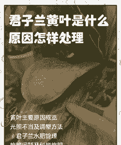 兰花老黄叶怎么回事