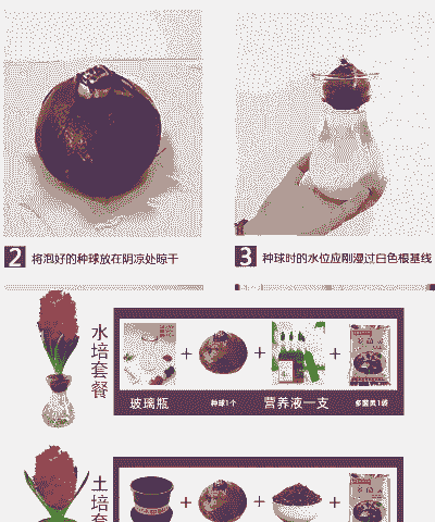 风信子球用什么消毒