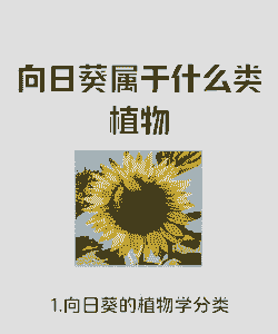 向日葵属于什么植物吗