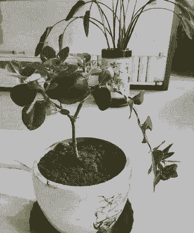 铁杆茉莉是什么样的