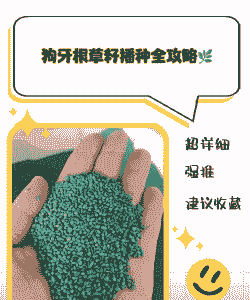 狗芽根草怎么种