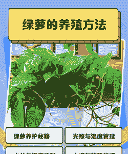 水培绿萝怎么养施肥