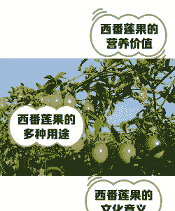 西番莲果如何保存