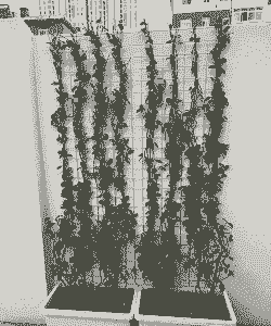 客厅养什么爬藤植物好