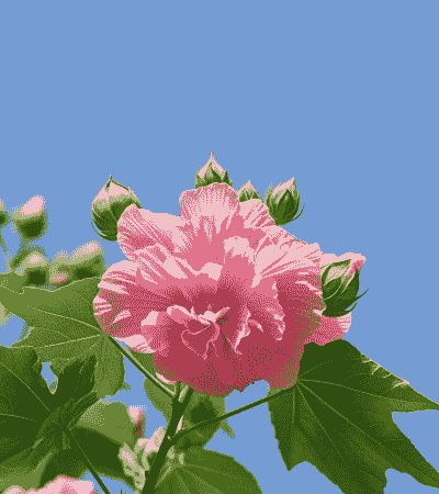 花卉芙蓉花什么样子