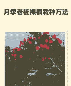 月季裸根什么时候种