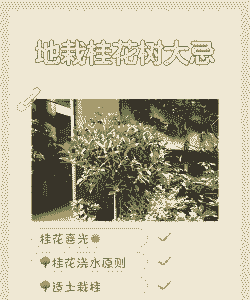 地栽桂花什么季节移盆