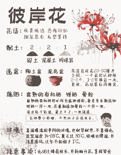 曼莎珠华 怎么养