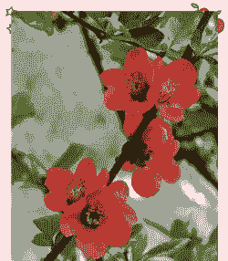 贴梗海棠是什么花型