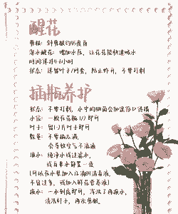 玫瑰花如何养更久