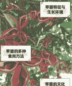 如何让苹婆树结果