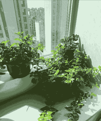 牡丹吊兰什么样就死了